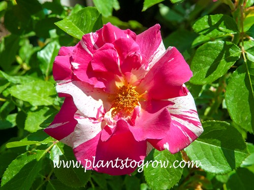 Candy Land Climbing Rose